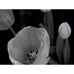 CALVENDO Puzzle CALVENDO Puzzle Tulpenbluten in schwarz\/weiss Пазл CALVENDO Puzzle Tulip расцветает в черно-белом цвете