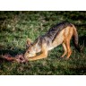 CALVENDO Puzzle CALVENDO Puzzle Mittagessen Schakal Пазл CALVENDO Puzzle Lunch Шакал