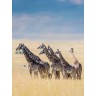 CALVENDO Puzzle CALVENDO Puzzle Emotionale Momente: Giraffen Пазл CALVENDO Puzzle Эмоциональные моменты: Жирафы