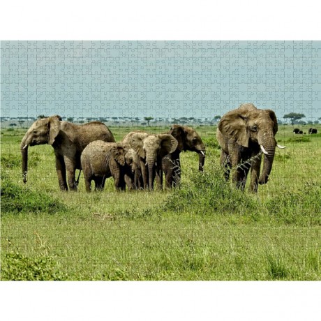 CALVENDO Puzzle CALVENDO Puzzle Elefantenherde Пазл CALVENDO Пазл стадо слонов