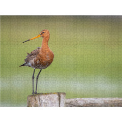 CALVENDO Puzzle CALVENDO Puzzle Die Uferschnepfe Limosa limosa Пазл CALVENDO Puzzle Чернохвостый веретенник Limosa limosa
