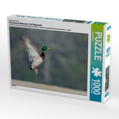 CALVENDO Puzzle CALVENDO Puzzle Emotionale Momente: Die Stockente. Пазл CALVENDO Пазл Эмоциональные моменты: кряква.