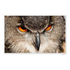 CALVENDO Puzzle CALVENDO Puzzle Emotional Moments: Die Augen der Tiere. UK-Version Пазл CALVENDO Puzzle Emotional Moments: Глаза животных. версия для Великобритании