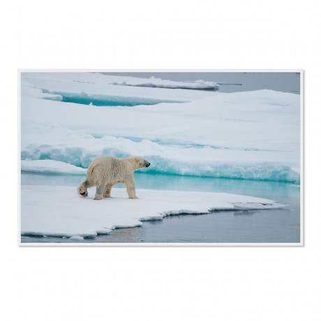 CALVENDO Puzzle CALVENDO Puzzle Emotionale Momente: Der Eisbar. \/ CH-Version Пазл CALVENDO Пазл Эмоциональные моменты: ледяной бар. \/ версия CH