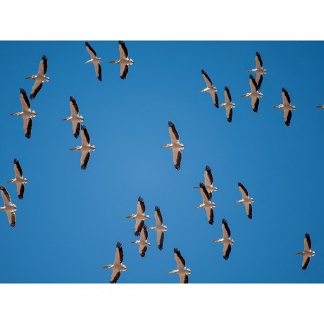 CALVENDO Puzzle CALVENDO Puzzle Pelikane Пазл CALVENDO Пазл Пеликаны