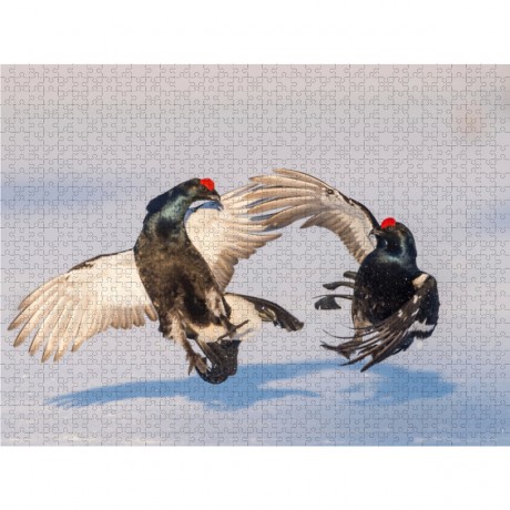 CALVENDO Puzzle CALVENDO Puzzle Emotionale Momente: Birkwild Пазл CALVENDO Puzzle Эмоциональные моменты: тетерев