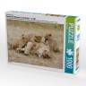 CALVENDO Puzzle CALVENDO Puzzle Emotionale Momente: Lowenbabys Пазл CALVENDO Puzzle Эмоциональные моменты: Львята