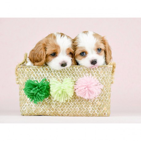 CALVENDO Puzzle CALVENDO Puzzle Zwei kleine Feger Пазл CALVENDO Puzzle Два маленьких дворника