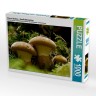 CALVENDO Puzzle CALVENDO Puzzle Pilz mit Socken Пазл CALVENDO Пазл гриб с носками