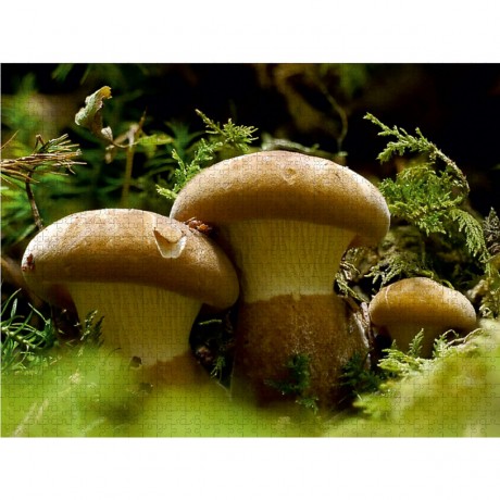 CALVENDO Puzzle CALVENDO Puzzle Pilz mit Socken Пазл CALVENDO Пазл гриб с носками