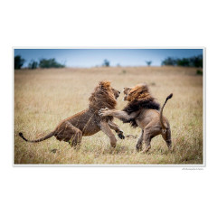 CALVENDO Puzzle CALVENDO Puzzle Emotionale Momente: Grosse Raubkatzen der Welt. Пазл CALVENDO Пазл Эмоциональные моменты: Большие хищники в мире.