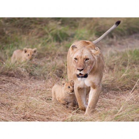 CALVENDO Puzzle CALVENDO Puzzle Emotionale Momente: Liebenswerte Lowenbabys \/ CH-Version Пазл CALVENDO Puzzle Эмоциональные моменты: милые львенки / Swiss version