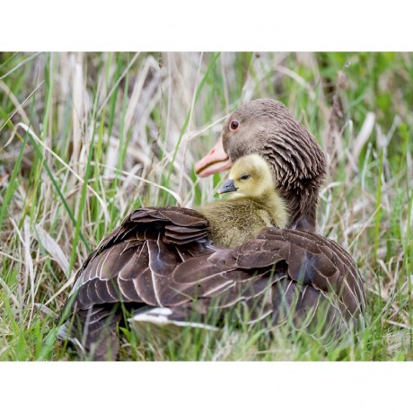 CALVENDO Puzzle CALVENDO Puzzle Emotionale Momente: Die Graugans. Пазл CALVENDO Пазл Эмоциональные моменты: Серый гусь.