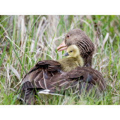 CALVENDO Puzzle CALVENDO Puzzle Emotionale Momente: Die Graugans. Пазл CALVENDO Пазл Эмоциональные моменты: Серый гусь.