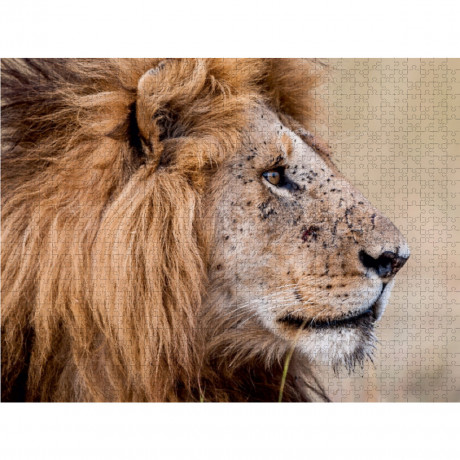 CALVENDO Puzzle CALVENDO Puzzle Lowe Пазл CALVENDO Puzzle Lowe