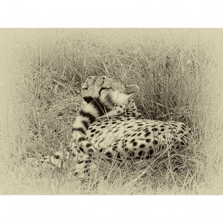 CALVENDO Puzzle CALVENDO Puzzle Safari Пазл CALVENDO Puzzle Сафари