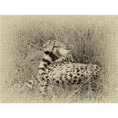 CALVENDO Puzzle CALVENDO Puzzle Safari Пазл CALVENDO Puzzle Сафари