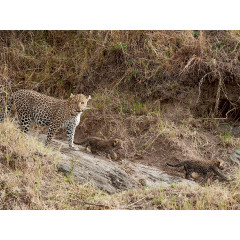 CALVENDO Puzzle CALVENDO Puzzle Emotionale Momente: Leoparden Пазл CALVENDO Puzzle Эмоциональные моменты: леопарды