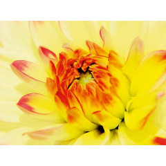 CALVENDO Puzzle CALVENDO Puzzle Dahlie Пазл CALVENDO Пазл Далия