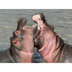 CALVENDO Puzzle CALVENDO Puzzle September: Zwei Hippodamen beim Schmusen. Пазл CALVENDO Пазл Сентябрь: Два обнимающихся бегемота.