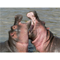 CALVENDO Puzzle CALVENDO Puzzle September: Zwei Hippodamen beim Schmusen. Пазл CALVENDO Пазл Сентябрь: Два обнимающихся бегемота.