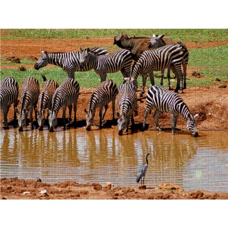 CALVENDO Puzzle CALVENDO Puzzle Zebras in freier Wildbahn Пазл CALVENDO Puzzle Зебры в дикой природе