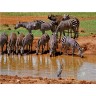 CALVENDO Puzzle CALVENDO Puzzle Zebras in freier Wildbahn Пазл CALVENDO Puzzle Зебры в дикой природе