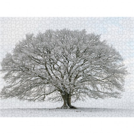 CALVENDO Puzzle CALVENDO Puzzle Eiche in den vier Jahreszeiten. Der Januar. Пазл CALVENDO Пазл Дуб в четыре сезона. Январь.