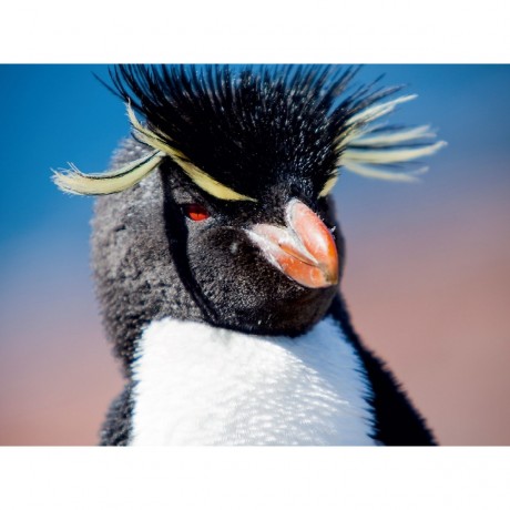CALVENDO Puzzle CALVENDO Puzzle Rockhopper Pinguin in Sud-Patagonien Пазл CALVENDO Puzzle Пингвин Rockhopper в южной Патагонии