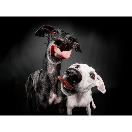 CALVENDO Puzzle CALVENDO Puzzle Doppelter Windhundkuss Пазл CALVENDO Puzzle Двойной поцелуй борзой