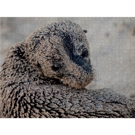 CALVENDO Puzzle CALVENDO Puzzle Seelowenbaby auf Galapagos Пазл CALVENDO Puzzle Детеныш морского льва на Галапагосах