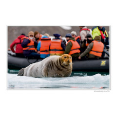 CALVENDO Puzzle CALVENDO Puzzle Emotionale Momente: Die Tierwelt der Arktis \/ CH-Version Пазл CALVENDO Puzzle Emotional Moments: The Animal World of the Arctic / CH version