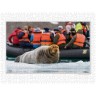CALVENDO Puzzle CALVENDO Puzzle Emotionale Momente: Die Tierwelt der Arktis \/ CH-Version Пазл CALVENDO Puzzle Emotional Moments: The Animal World of the Arctic / CH version