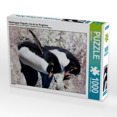 CALVENDO Puzzle CALVENDO Puzzle Rockhopper Pinguine Пазл CALVENDO Puzzle Пингвины Rockhopper