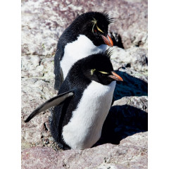 CALVENDO Puzzle CALVENDO Puzzle Rockhopper Pinguine Пазл CALVENDO Puzzle Пингвины Rockhopper