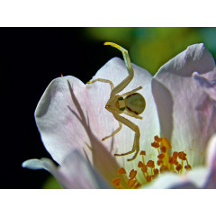 CALVENDO Puzzle CALVENDO Puzzle Veranderliche Krabbenspinne Пазл CALVENDO Puzzle Переменчивый краб-паук