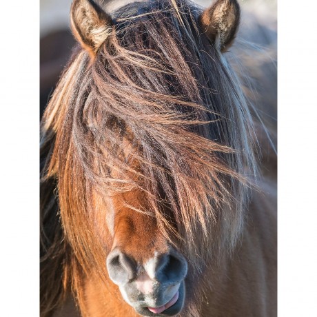 CALVENDO Puzzle CALVENDO Puzzle Blondlockchen Пазл CALVENDO Puzzle Blondlockchen