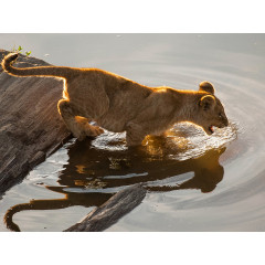 CALVENDO Puzzle CALVENDO Puzzle Emotionale Momente: Liebenswerte Lowenbabys \/ CH-Version Пазл CALVENDO Puzzle Эмоциональные моменты: милые львенки / Swiss version