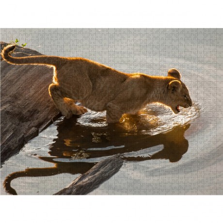 CALVENDO Puzzle CALVENDO Puzzle Emotionale Momente: Liebenswerte Lowenbabys \/ CH-Version Пазл CALVENDO Puzzle Эмоциональные моменты: милые львенки / Swiss version