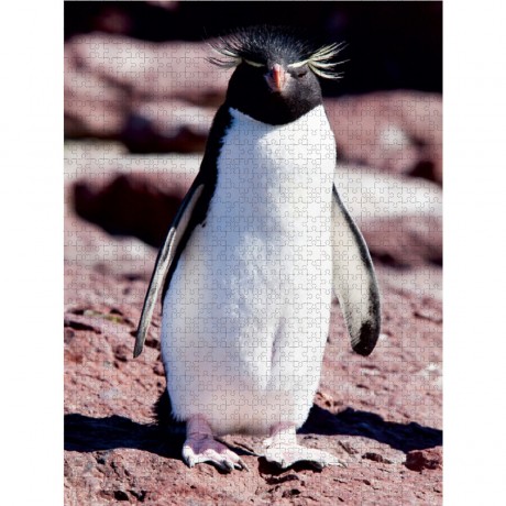 CALVENDO Puzzle CALVENDO Puzzle Rockhopper Pinguin in Sud-Patagonien Пазл CALVENDO Puzzle Пингвин Rockhopper в южной Патагонии