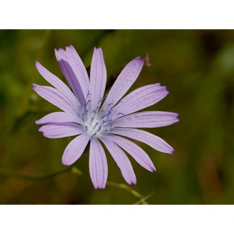 CALVENDO Puzzle CALVENDO Puzzle Blauer Lattich Пазл CALVENDO Пазл Голубой салат