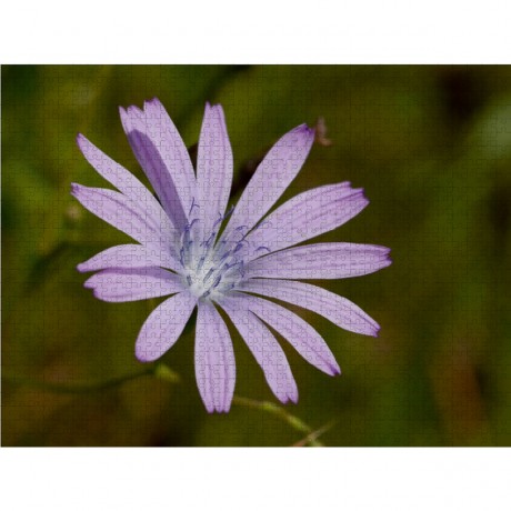 CALVENDO Puzzle CALVENDO Puzzle Blauer Lattich Пазл CALVENDO Пазл Голубой салат