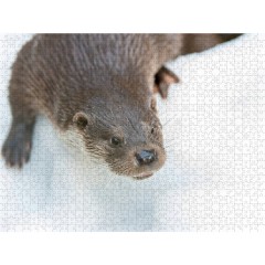 CALVENDO Puzzle CALVENDO Puzzle Fischotter Пазл CALVENDO Пазл выдра