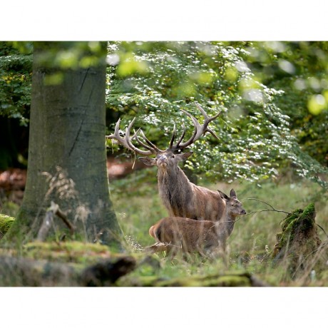 CALVENDO Puzzle CALVENDO Puzzle Emotionale Momente: Hirschbrunft. Part III. Пазл CALVENDO Пазл Эмоциональные моменты: Оленья гонка. Часть 3