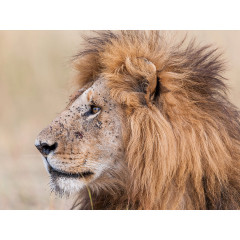 CALVENDO Puzzle CALVENDO Puzzle Emotionale Momente: Lowengesichter Пазл CALVENDO Puzzle Эмоциональные моменты: львиные морды