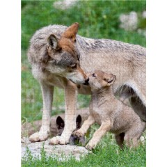 CALVENDO Puzzle CALVENDO Puzzle Emotionale Momente: Der Wolf. Пазл CALVENDO Пазл Эмоциональные моменты: Волк.