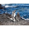CALVENDO Puzzle CALVENDO Puzzle Magellan-Pinguine am Meer Пазл CALVENDO Puzzle Магеллановы пингвины у моря