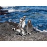 CALVENDO Puzzle CALVENDO Puzzle Magellan-Pinguine am Meer Пазл CALVENDO Puzzle Магеллановы пингвины у моря