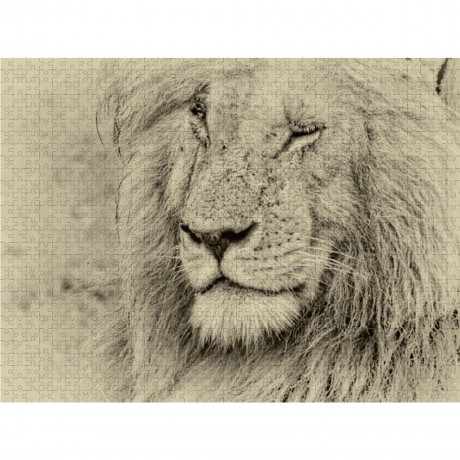 CALVENDO Puzzle CALVENDO Puzzle Safari Пазл CALVENDO Puzzle Сафари