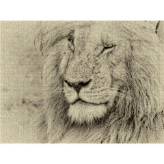 CALVENDO Puzzle CALVENDO Puzzle Safari Пазл CALVENDO Puzzle Сафари